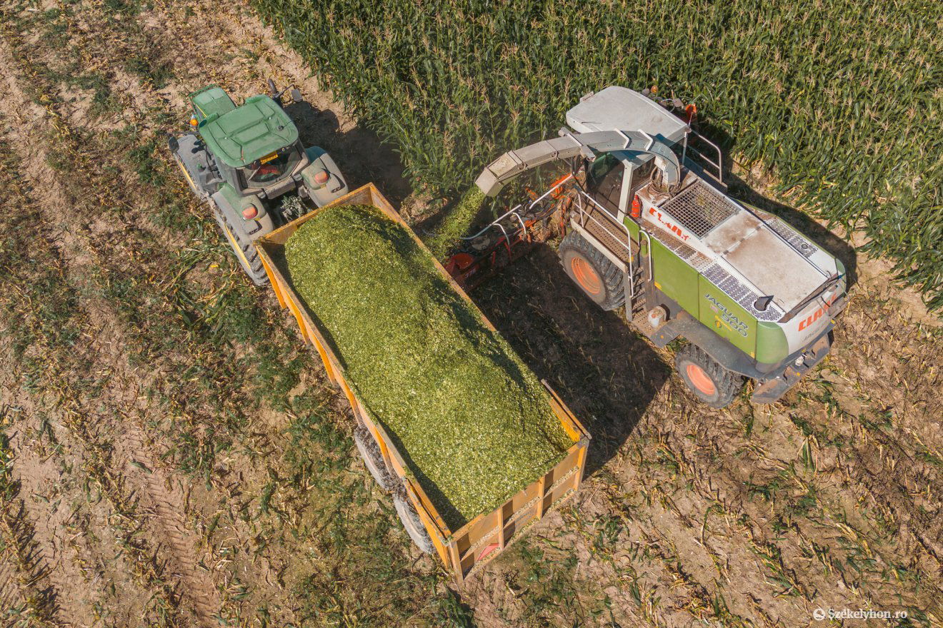 Betakarítás a vadállatok dézsmálta silókukoricaföldeken szeptember elején •  Fotó: Pinti Attila