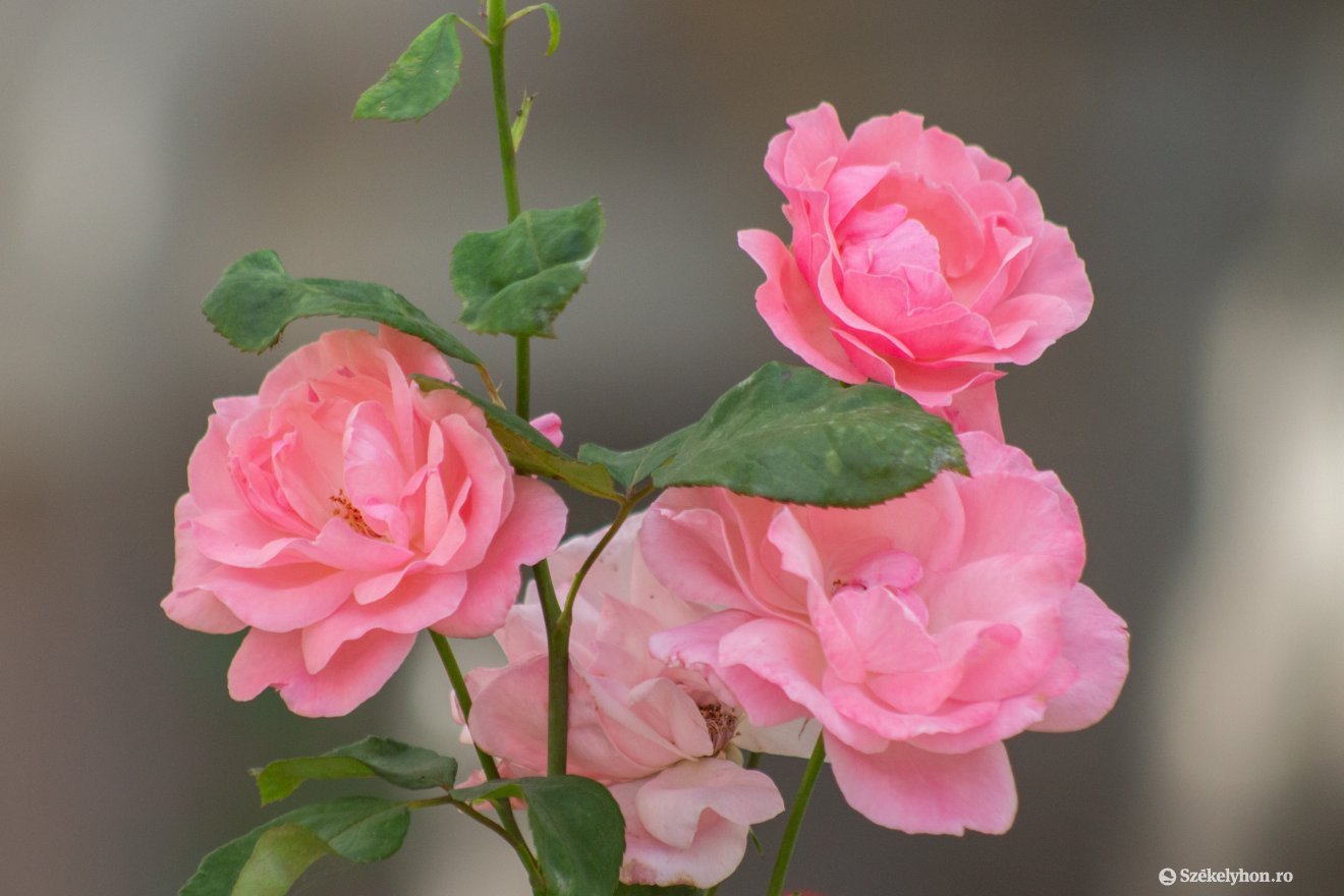 •  Fotó: Borbély Fanni