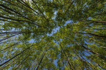 Az energiafűz továbbra is olcsó és jó fűtőanyagot jelent