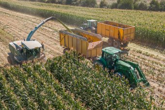 Hatalmas károkat okoztak a vadállatok a kukoricaföldeken