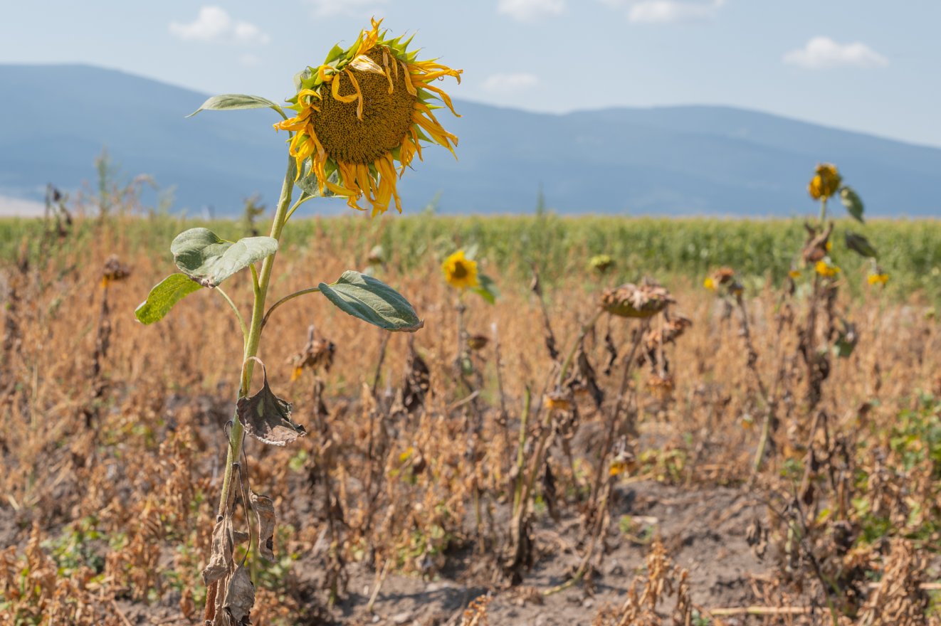 Egyre nagyobb az aszálynak való kitettség Romániában is