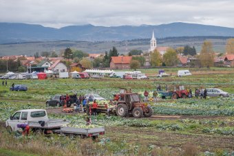 Szépvízi káposztavágás: idén kevesebb termett, ezért drágább a káposzta