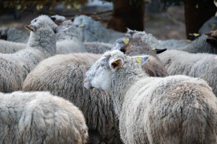 Juhokat és bárányokat loptak el hétfő éjjel Csíkcsicsóból