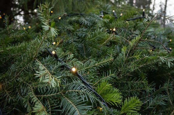 Mi legyen a karácsonyfával?