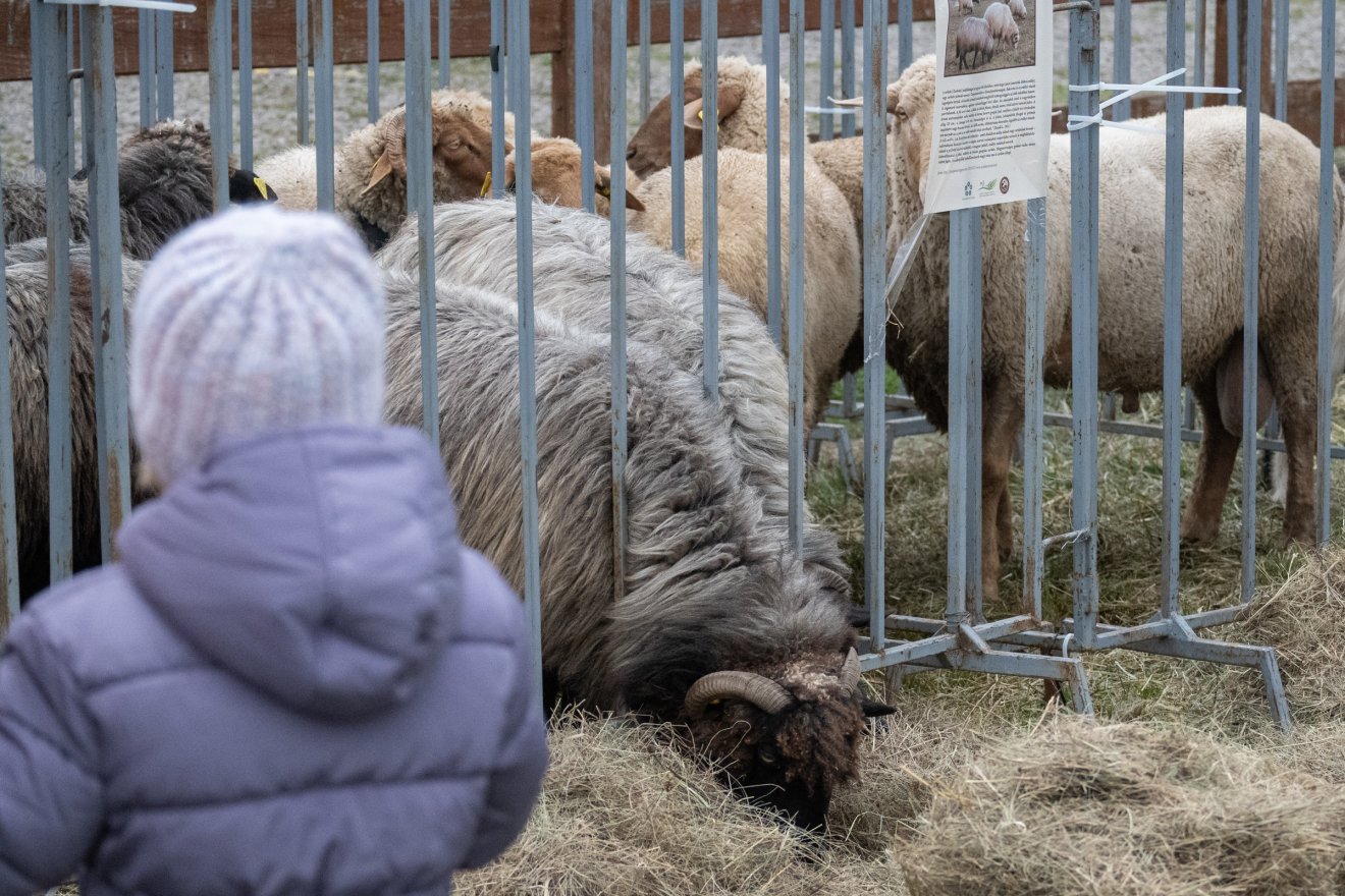 •  Fotó: Borbély Fanni