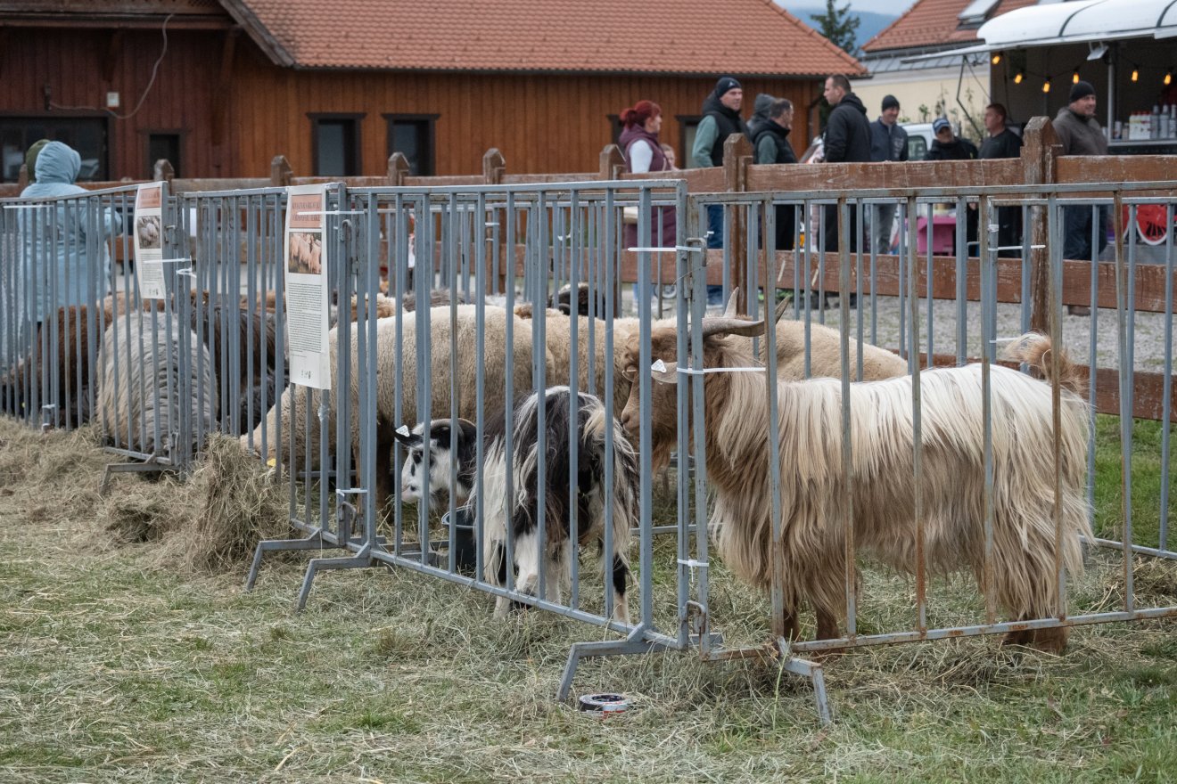 •  Fotó: Borbély Fanni