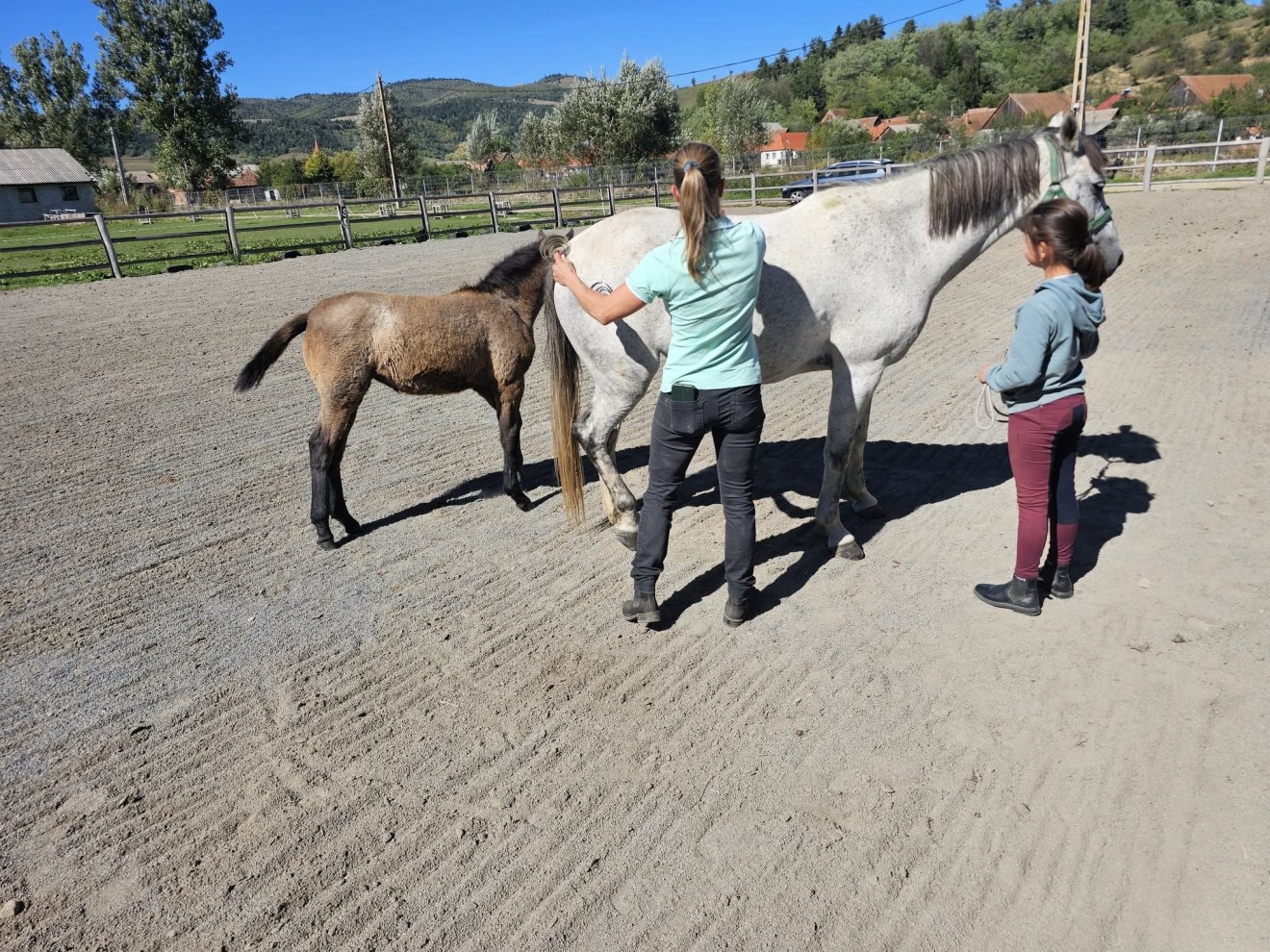 •  Fotó: Sekler Horse Driving SK