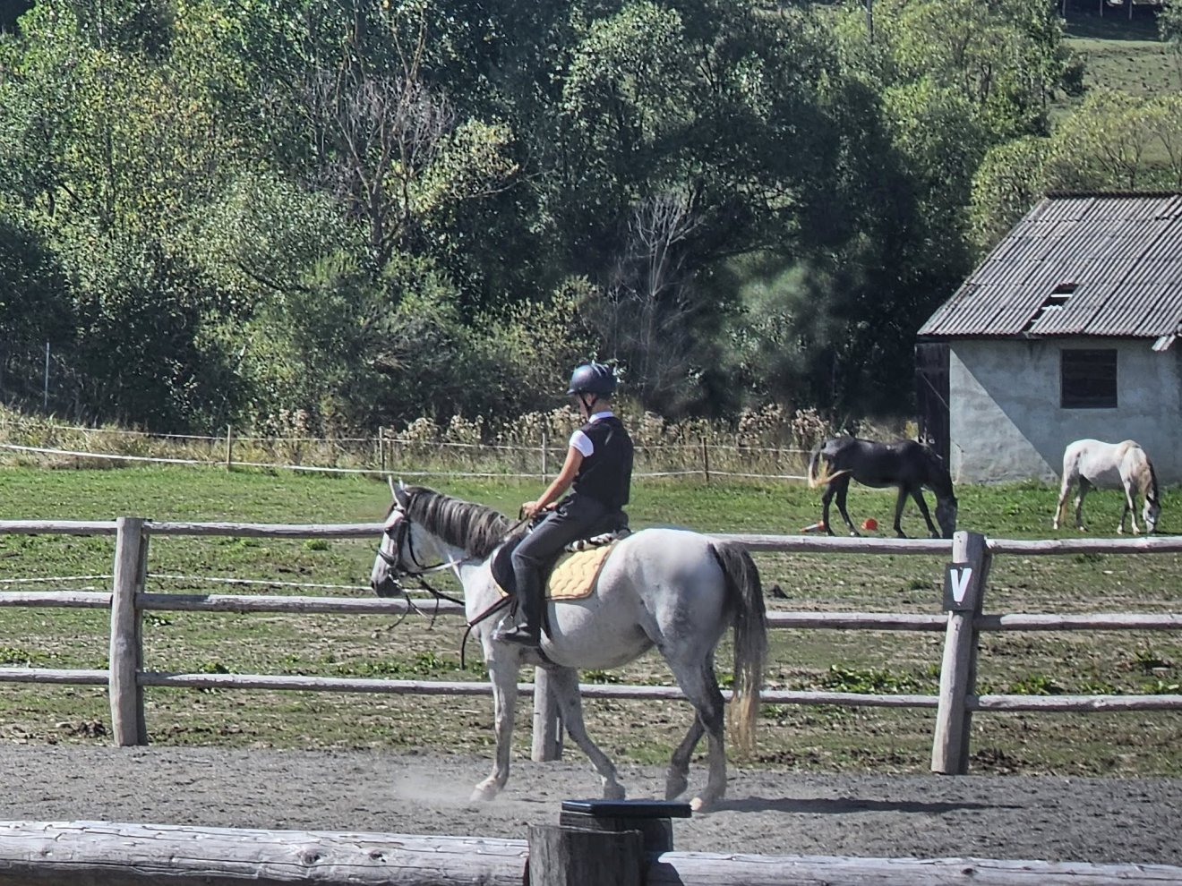 •  Fotó: Sekler Horse Driving SK