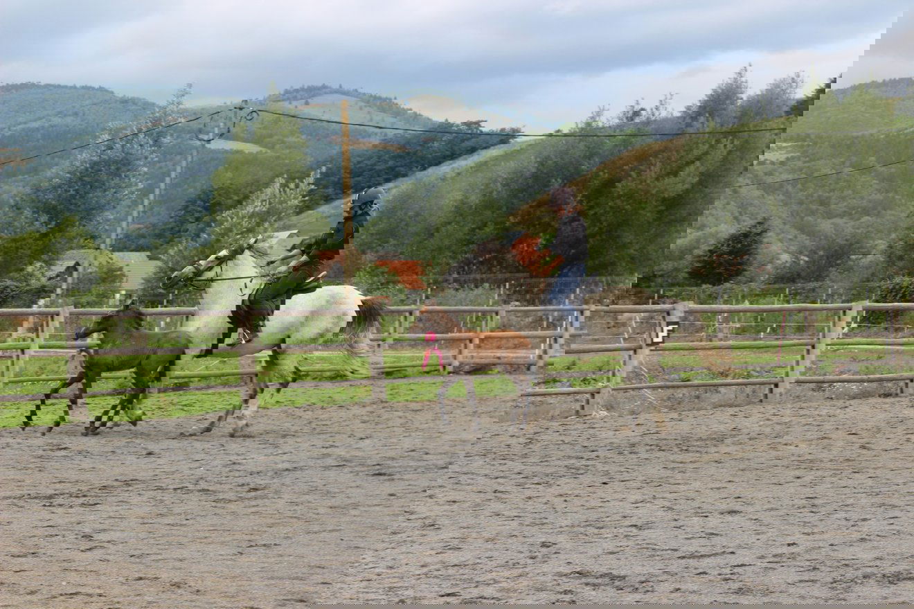 •  Fotó: Sekler Horse Driving SK