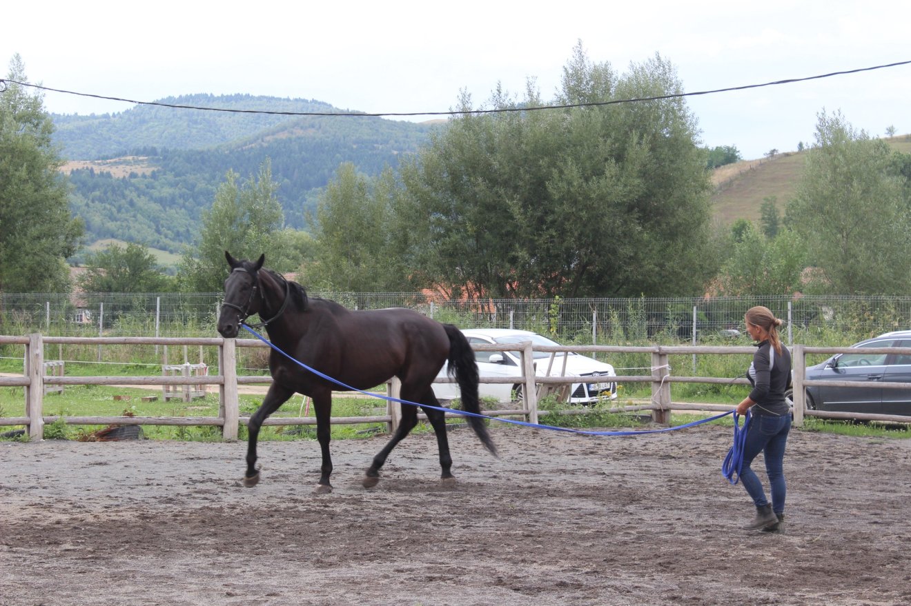 •  Fotó: Sekler Horse Driving SK