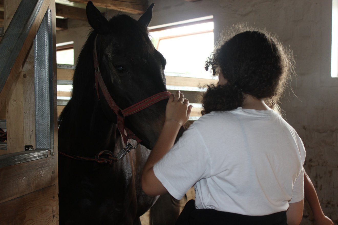 •  Fotó: Sekler Horse Driving SK