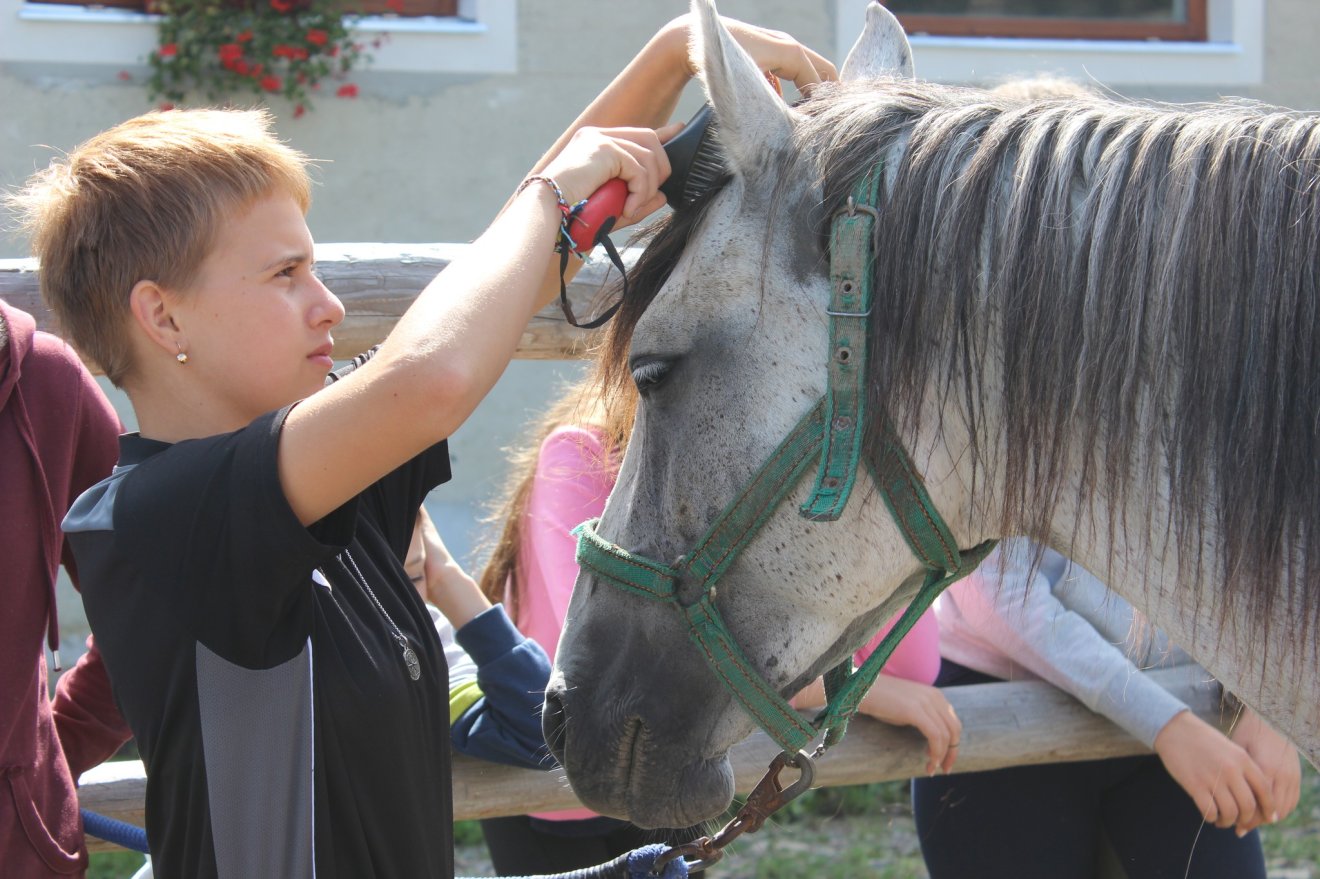 •  Fotó: Sekler Horse Driving SK