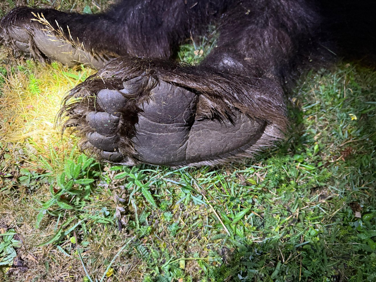 A medvét hétfőre virradóan lőtték ki. Nem bika, hanem a nagyvad felelős a pásztor haláláért – mondják a közbirtokosság vezetői •  Fotó: Bors Béla