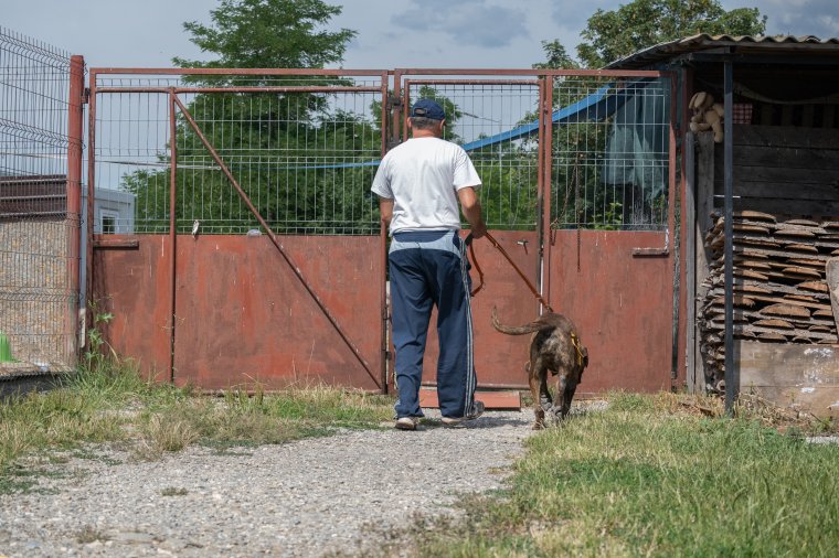 Tucatnyi kutyából álló falka szorított fel a kerítésre egy csíkszeredai férfit