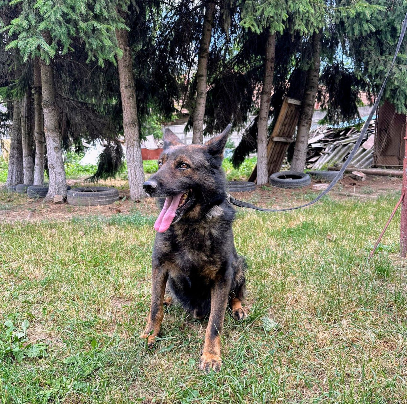 •  Fotó: Hargita megyei csendőrség