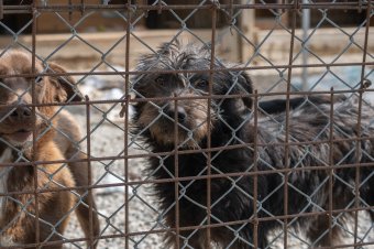 Egy kóbor kutya befogása 500 lejbe kerül Csíkszeredában, mégsem tolonganak a cégek az ajánlatra