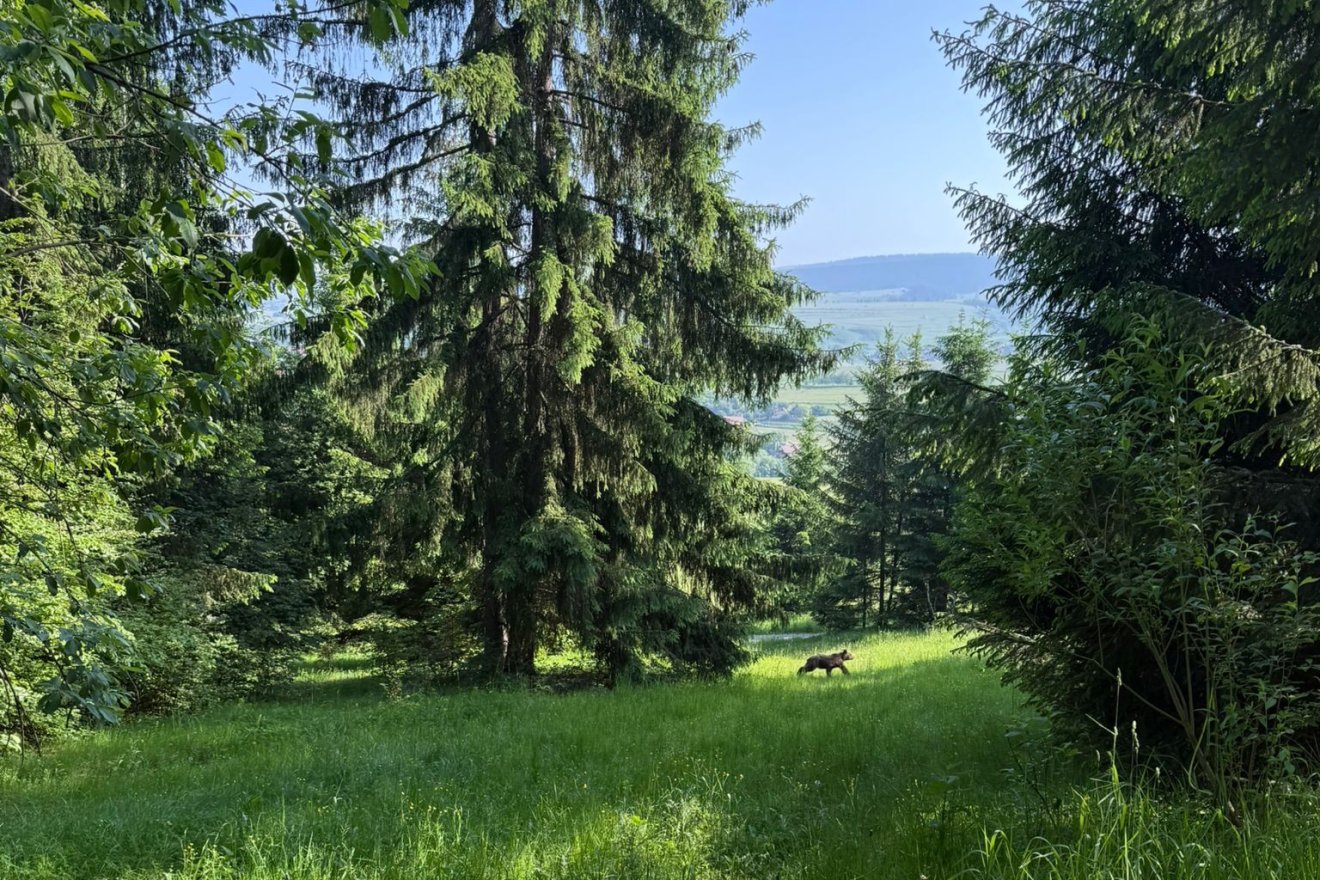 Eggyel kevesebb a környéken •  Fotó: Bors Béla