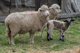 Saját tenyésztésű bárányhúst ettek, lépfenével kerültek kórházba