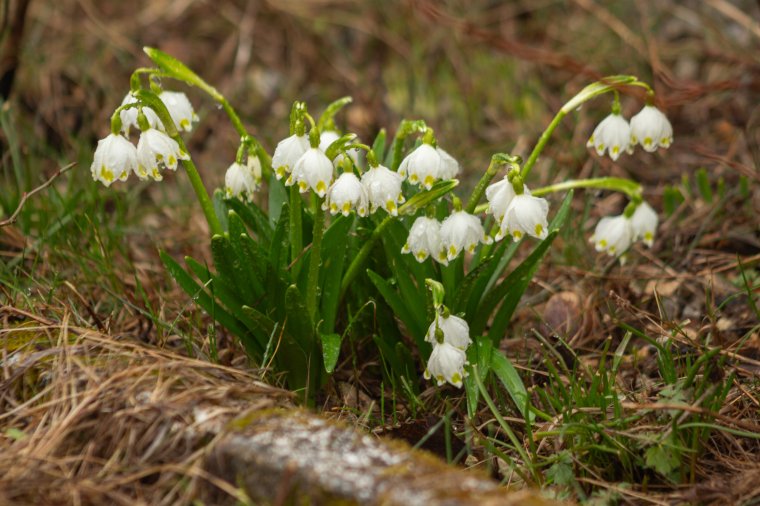 Most már érkezik az igazi tavasz