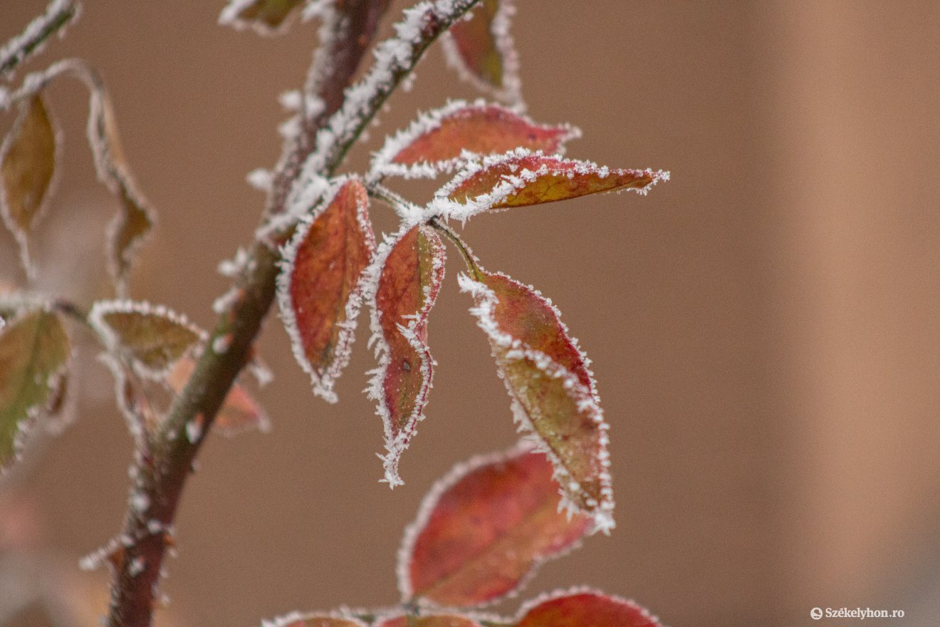 Képünk illusztráció •  Fotó: Borbély Fanni
