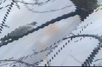 Visszaállt a világ rendje, ismét Csíkszeredában volt a leghidegebb