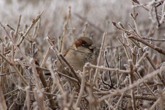 Végre valami biztató a köd és a fagyos reggelek után: fagypont fölé kerülnek a nappali hőmérsékleti értékek