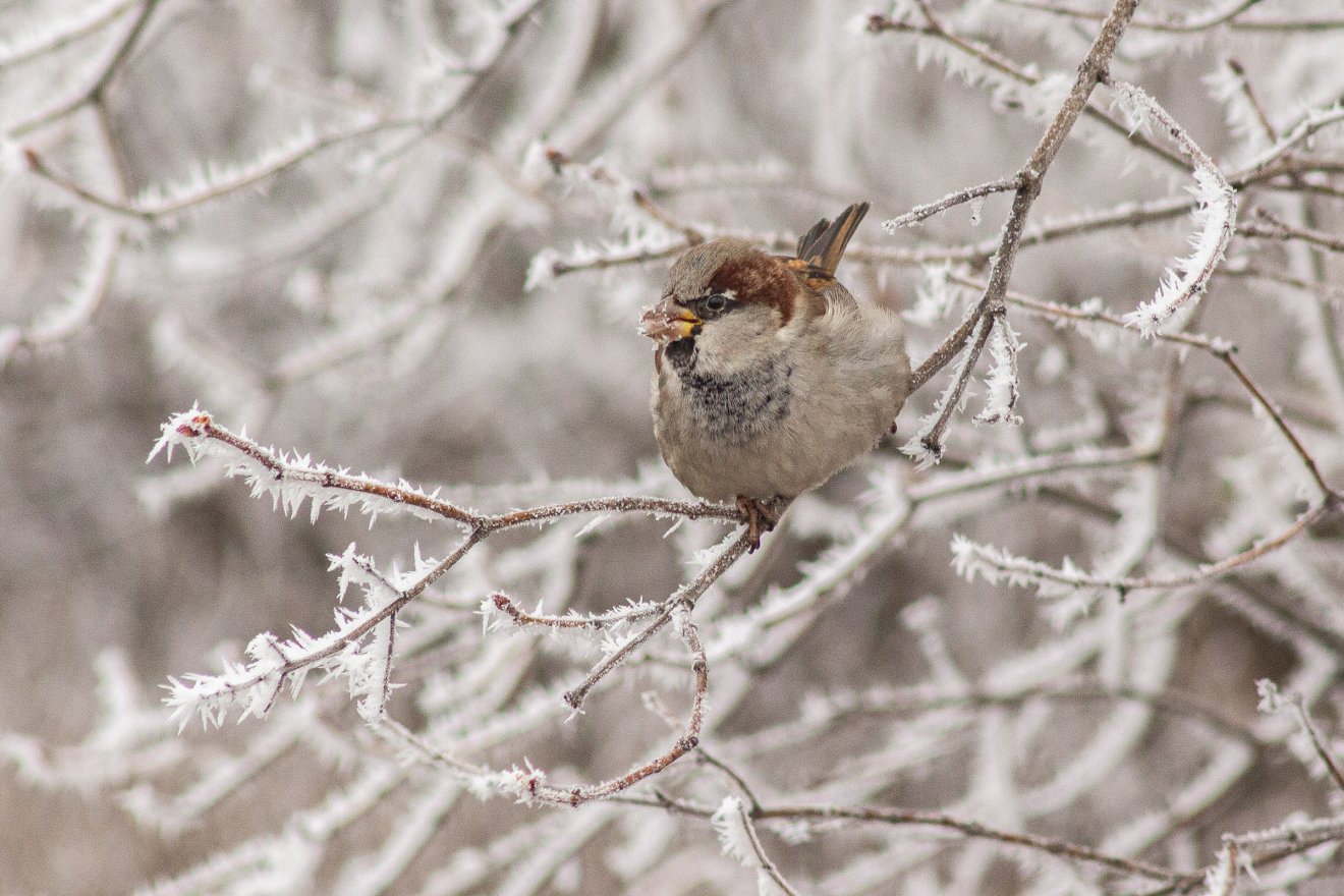 Visszatér a hideg, Székelyföldön is kemény fagyok várhatók