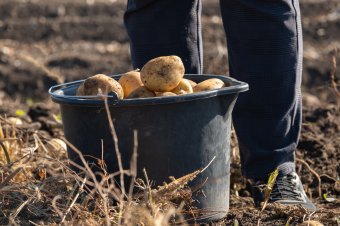 Jó az idei burgonyatermés, de nem felhőtlen a gazdák az öröme