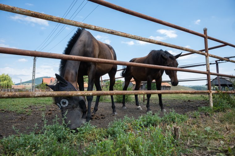 Csíkszeredai lovarda: nagy tervek után csak állagmegőrzésre van pénz