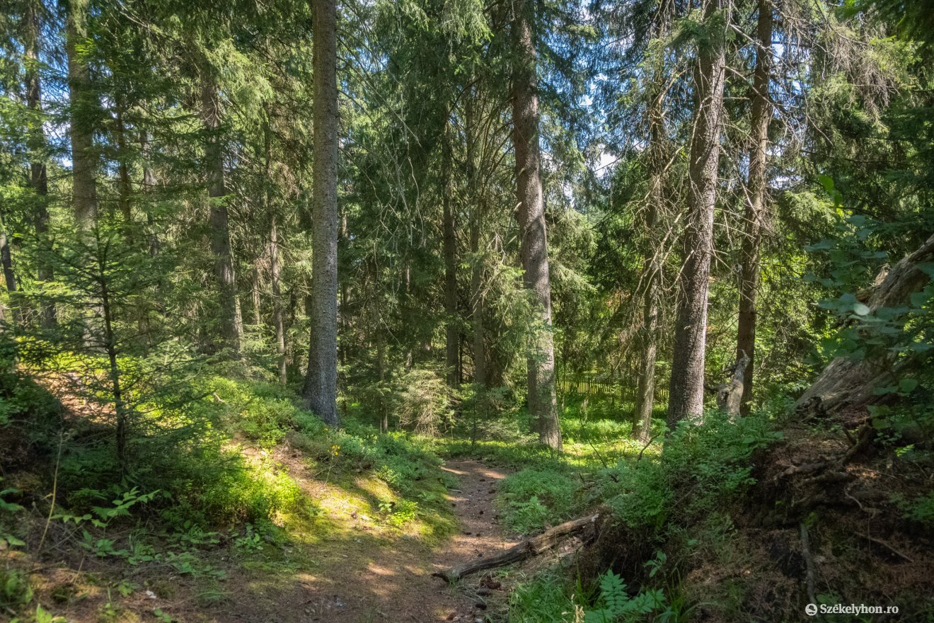 Képünk illusztráció &bullet;  Fotó: Borbély Fanni