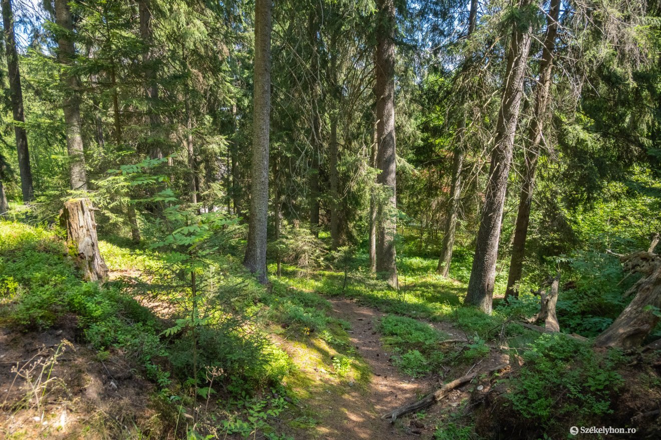 Képünk illusztráció &bullet;  Fotó: Borbély Fanni