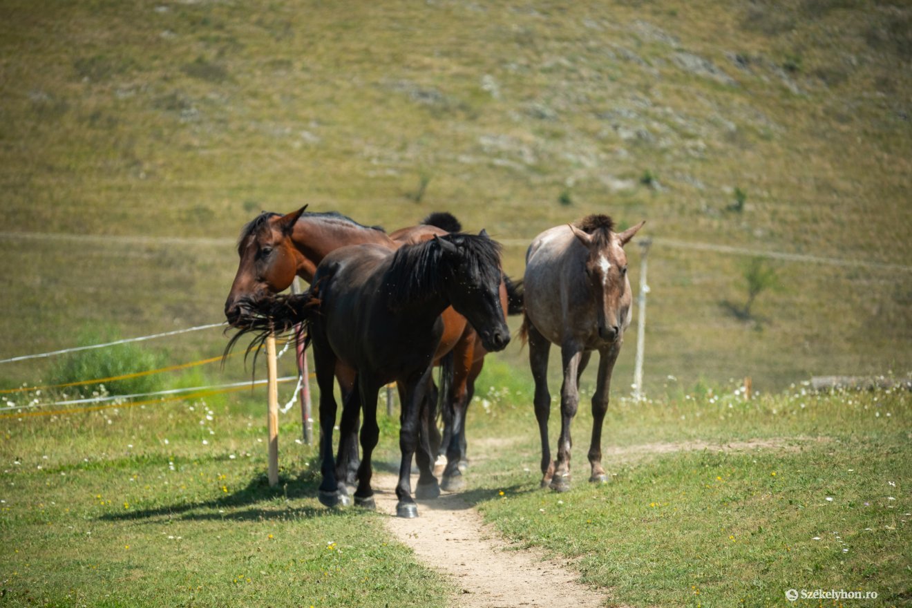 &bullet;  Fotó: Borbély Fanni