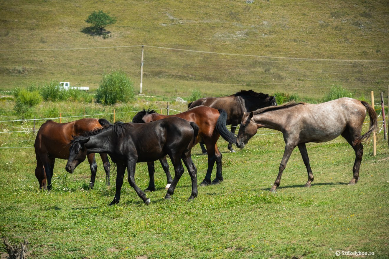 &bullet;  Fotó: Borbély Fanni
