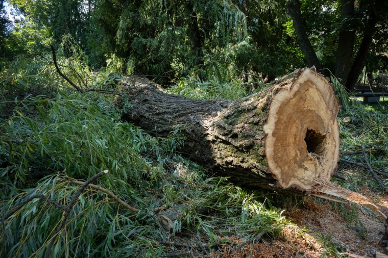 Két veszélyes fával kevesebb a csíkszeredai központi parkban