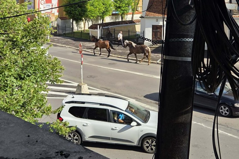 Azonosították és megbüntették az elszabadult lovak tulajdonosát