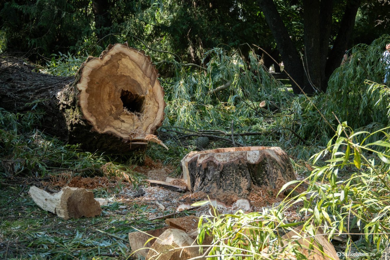 &bullet;  Fotó: Borbély Fanni
