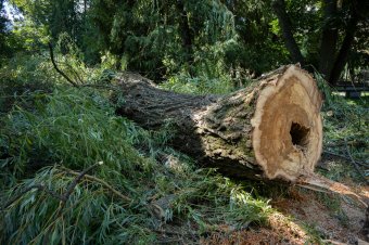 Két veszélyes fával kevesebb a csíkszeredai központi parkban