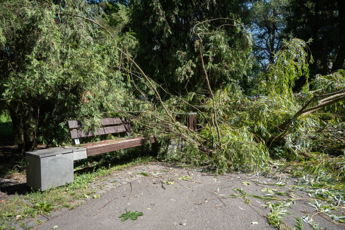 Két veszélyes fával kevesebb a csíkszeredai központi parkban