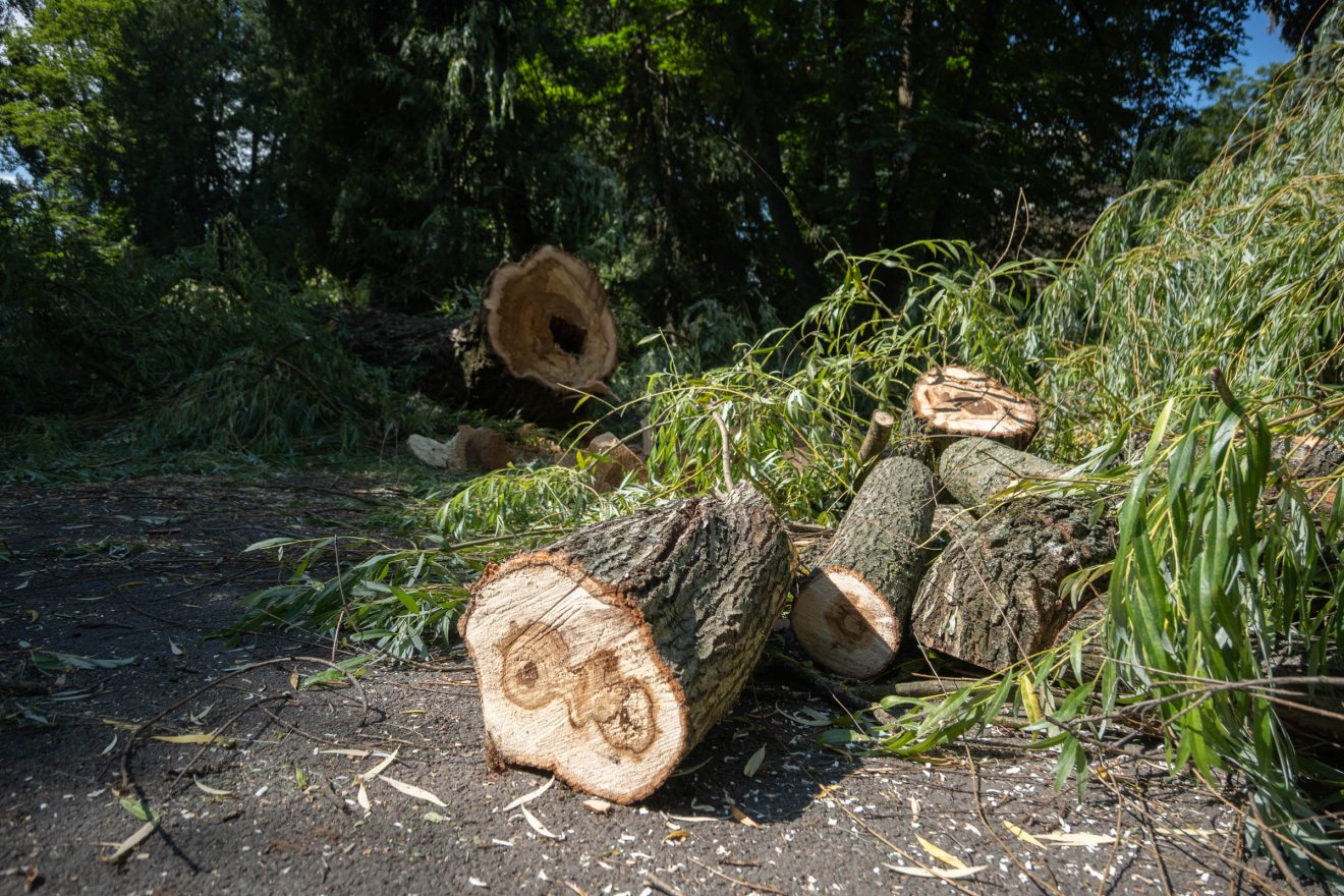 Két veszélyes fával kevesebb a csíkszeredai központi parkban