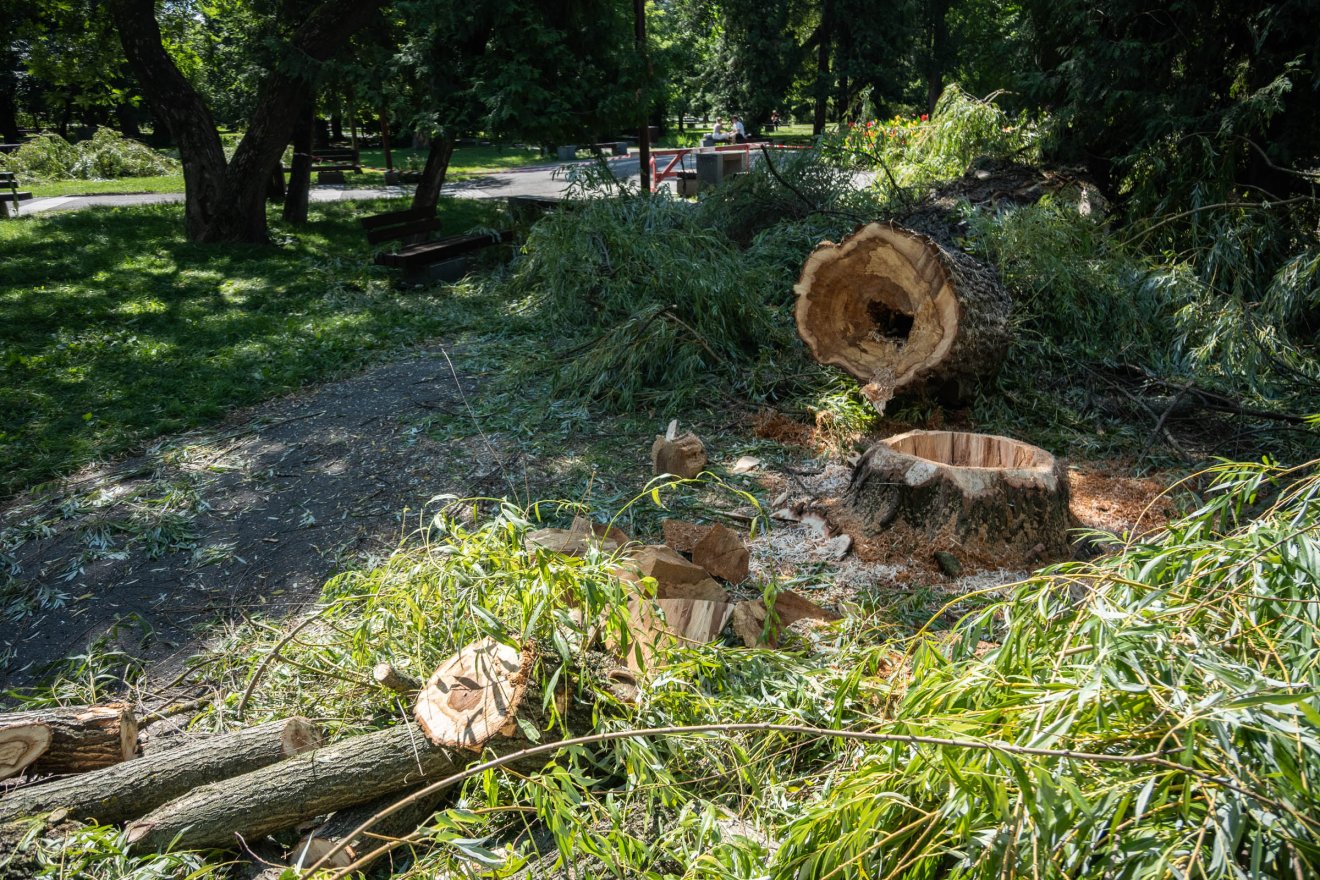 Két veszélyes fával kevesebb a csíkszeredai központi parkban