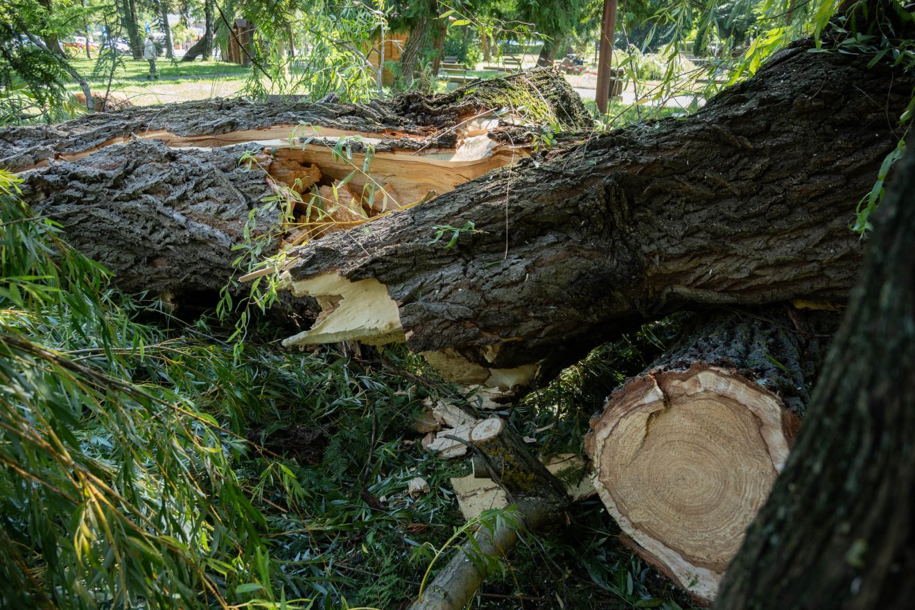 Két veszélyes fával kevesebb a csíkszeredai központi parkban