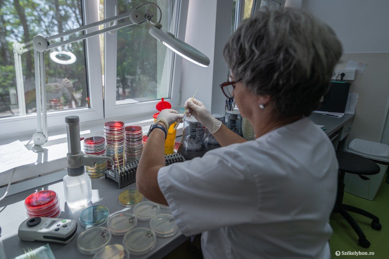 Mikrobiológiai vizsgálatokkal elemzik, többek között azt, hogy melyik antibiotikum hatásos a különböző baktériumok ellen &bullet;  Fotó: Pinti Attila