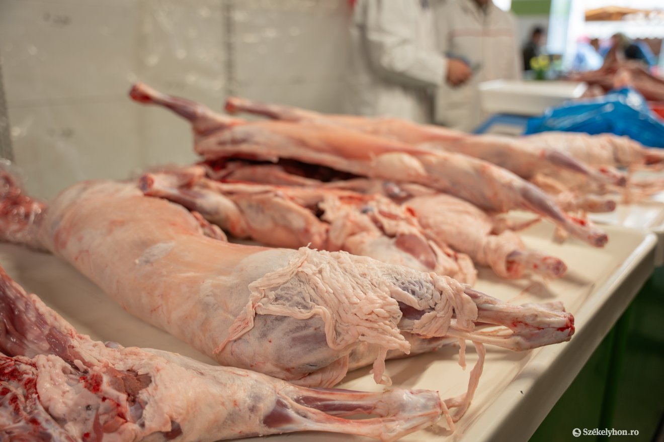 &bullet;  Fotó: Borbély Fanni