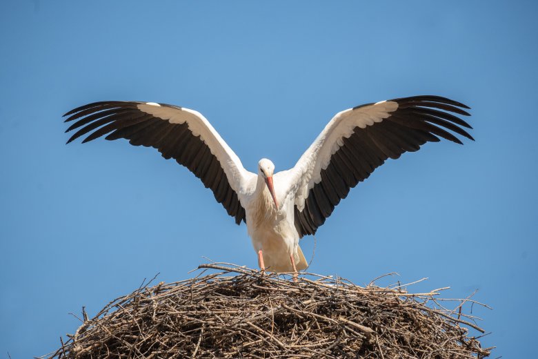 Így segíthetjük a gólyák biztonságát