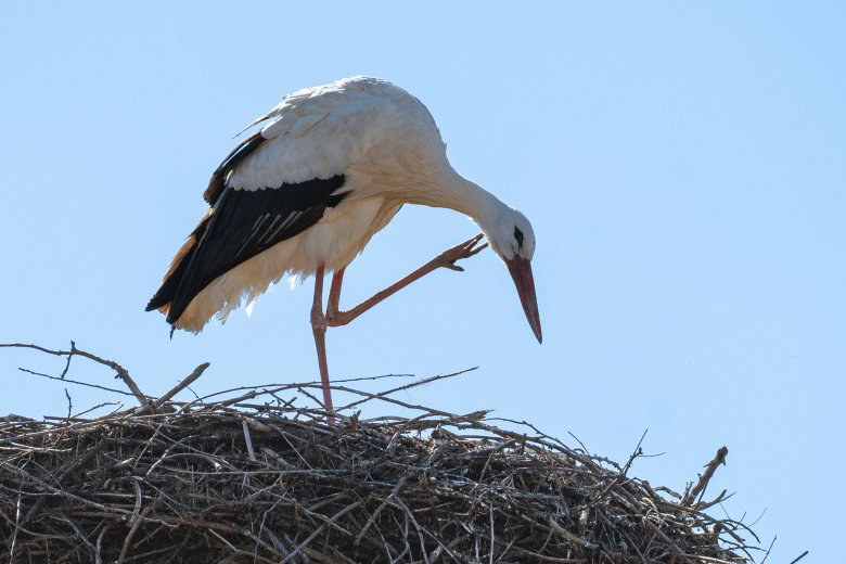 Egyre több gólya veszi birtokba fészkét Alcsíkon