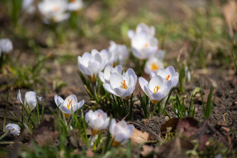 Kéthetes előrejelzés Székelyföldre: lehűlés, majd felmelegedés