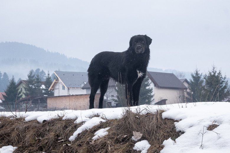 Nagyobb eséllyel juthatnak haza az elveszett háziállatok