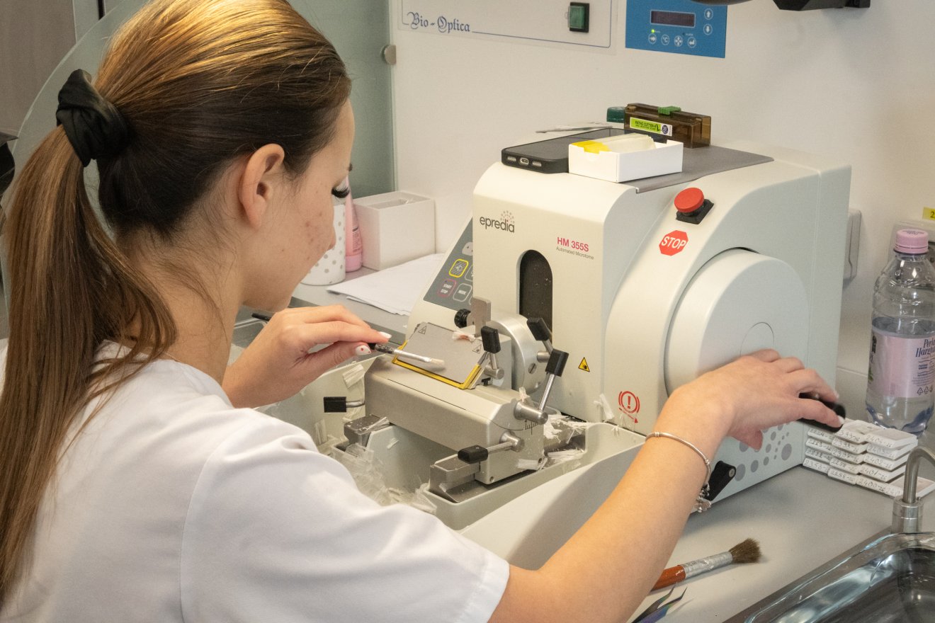 Automata rotációs mikrotómmal ultravékony metszeteket készítenek a mintákból. &bullet;  Fotó: Borbély Fanni