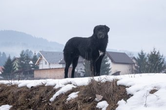 Nagyobb eséllyel juthatnak haza az elveszett háziállatok