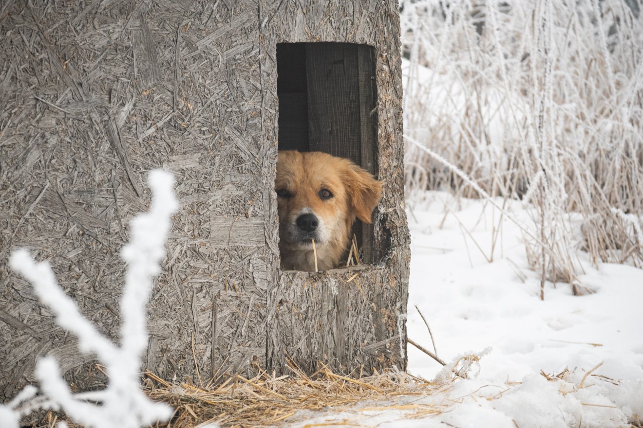 Az alapítványi kutyamenhely megszűnése után is gondoskodnak az állatokról